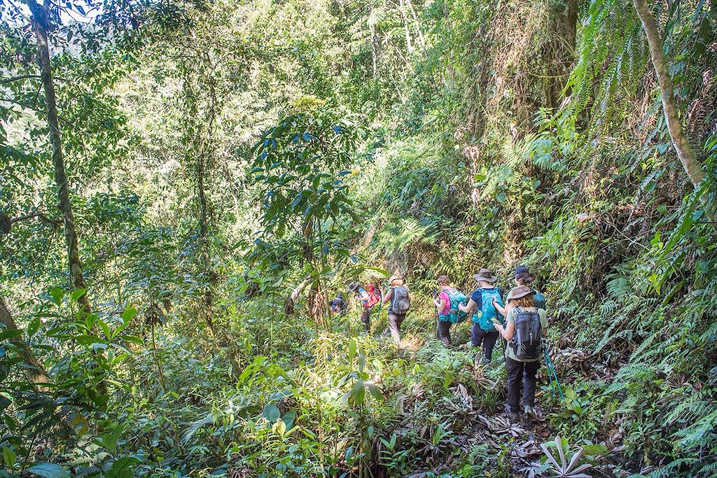Randonnée en forêt au Costa Rica 