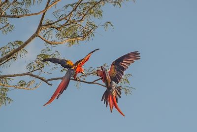 Couple d'aras rouges (Ara macao) - Costa Rica