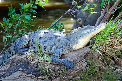 Alligator - Costa Rica