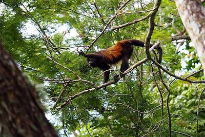 Singe - Costa Rica