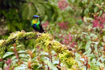 Oiseau tropical - Costa Rica