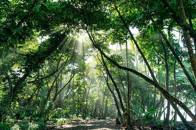 Forêt tropicale - Parc national de Corcovado - Costa Rica