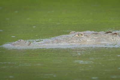 Crocodile dans la rivière du Parc de Tarcoles - Costa Rica