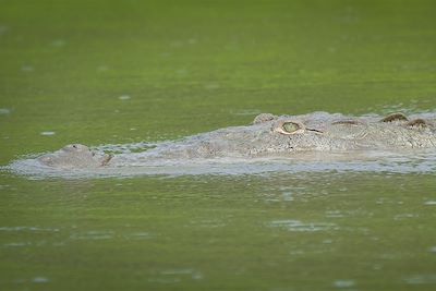 © Arnaud Bernard - Crocodile dans la rivière du Parc de Tarcoles - Costa Rica Crocodile dans la rivière du Parc de Tarcoles - Costa Rica