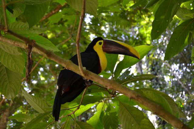 Toucan - Costa Rica