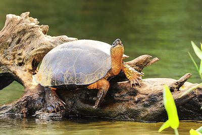 © chuvipro / iStock - Tortue de Rivière Noire - Tortuguero - Costa Rica Tortue de Rivière Noire - Tortuguero - Costa Rica