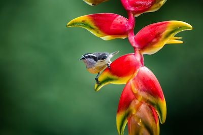 Bananaquit - Costa Rica