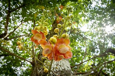 Fleurs d'un arbre Boulet de canon parc national du Corcovado - Costa Rica