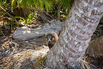 Coatis dans le parc national du Corcovado - Costa Rica