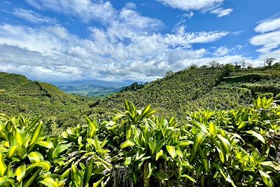 © Douglas Rissing / iStock - Plantation de café - Costa Rica Plantation de café - Costa Rica
