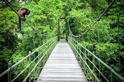 © Jeroen / Adobe Stock - Forêt tropicale de Sarapiqui - Costa Rica Forêt tropicale de Sarapiqui - Costa Rica