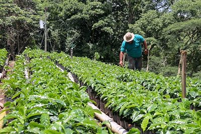 © Allan / Adobe Stock - Plantation de café - Costa Rica Plantation de café - Costa Rica