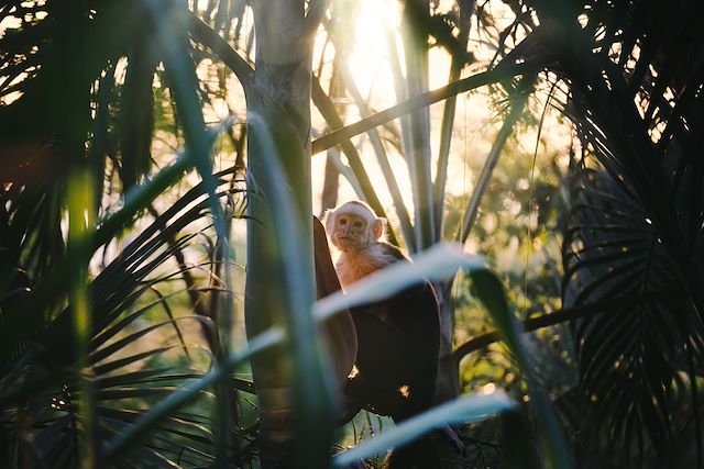 Voyage Petits baroudeurs sur la trace des singes hurleurs