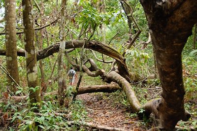 © Louis-Michel DESERT / Adobe Stock - Parc national Corcovado - Costa Rica Parc national Corcovado - Costa Rica