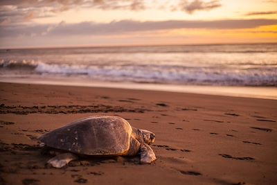 © Ksenia / Adobe Stock - Tortue olivâtre - Plage d'Ostional - Costa Rica Tortue olivâtre - Plage d'Ostional - Costa Rica