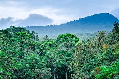 © Adam Major / Alamy / Hemis - Réserve de la forêt éternelle des enfants - Costa Rica Réserve de la forêt éternelle des enfants - Costa Rica