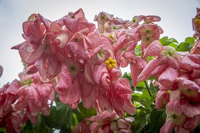 Bougainvilliers