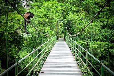 Forêt tropicale de Sarapiqui - Costa Rica