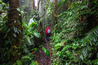 © imageBROKER/Harry Laub / Getty Images - Homme dans la jungle au Costa Rica Homme dans la jungle au Costa Rica