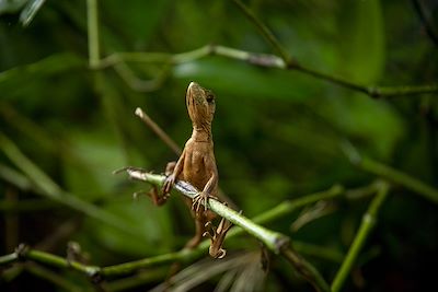 © Julie Ansiau pour Terres d'aventure - lézard dans le Parque nacional de Cahuita lézard dans le Parque nacional de Cahuita