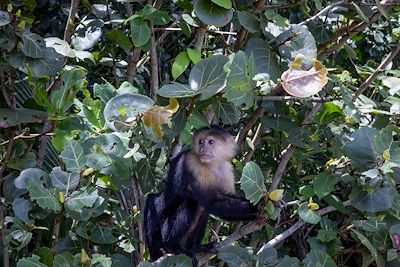 © Julie Ansiau pour Terres d'aventure - Singe dans le Parque nacional de Cahuita Singe dans le Parque nacional de Cahuita