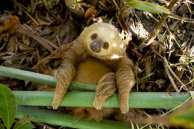 Paresseux dans le parque nacional de Cahuita