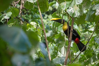 Toucan tocard (Ramphastos ambiguus) - Costa Rica