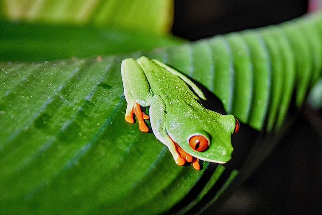 Voyage ¡ Hola Costa Rica !