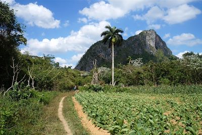 © Mathilde Salmon - Randonnée vers Mil Cumbres - Région de Vinales - Cuba Randonnée vers Mil Cumbres - Région de Vinales - Cuba