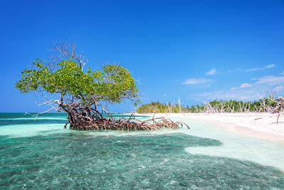 © Delpixart / iStock - Manglier - Cayo Levisa - Cuba Manglier - Cayo Levisa - Cuba