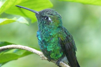 © Marie Martel - Colibri dans le Parque Topes de Collantes - Cuba Colibri dans le Parque Topes de Collantes - Cuba