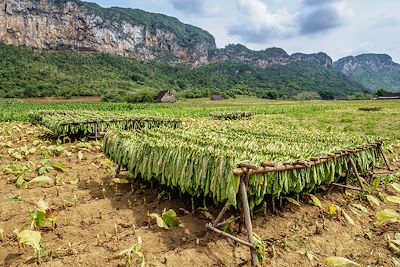 © Karol Kozlowski/robertharding / Photononstop - Champs de tabac dans la vallée de Vinales - Cuba Champs de tabac dans la vallée de Vinales - Cuba
