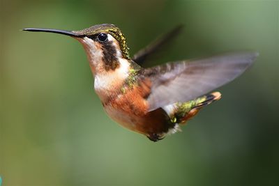 © Angel Martinez - Colibri - Equateur Colibri - Equateur