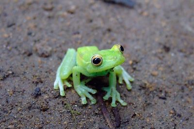 © Angel Martinez - Grenouille - Equateur Grenouille - Equateur