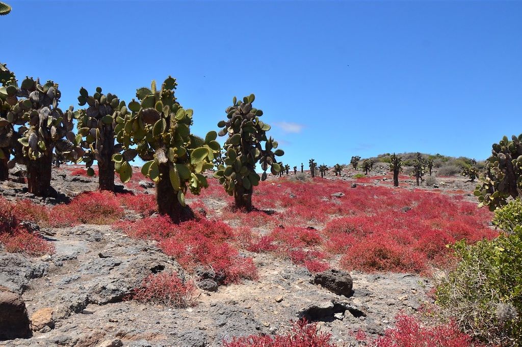 Voyage Objectif Galápagos 2