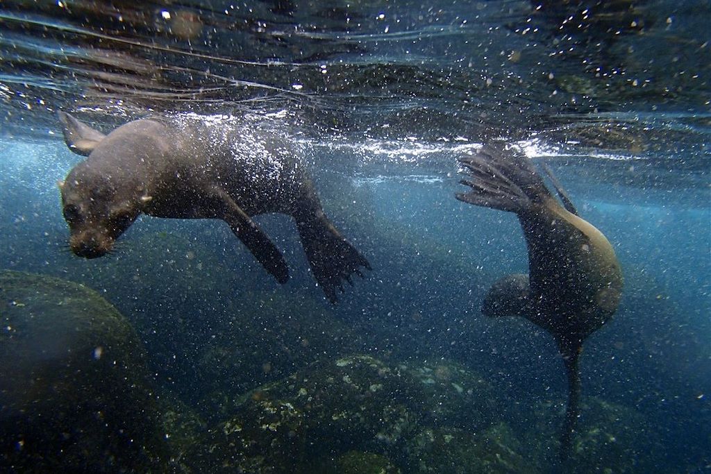 Voyage Objectif Galápagos
