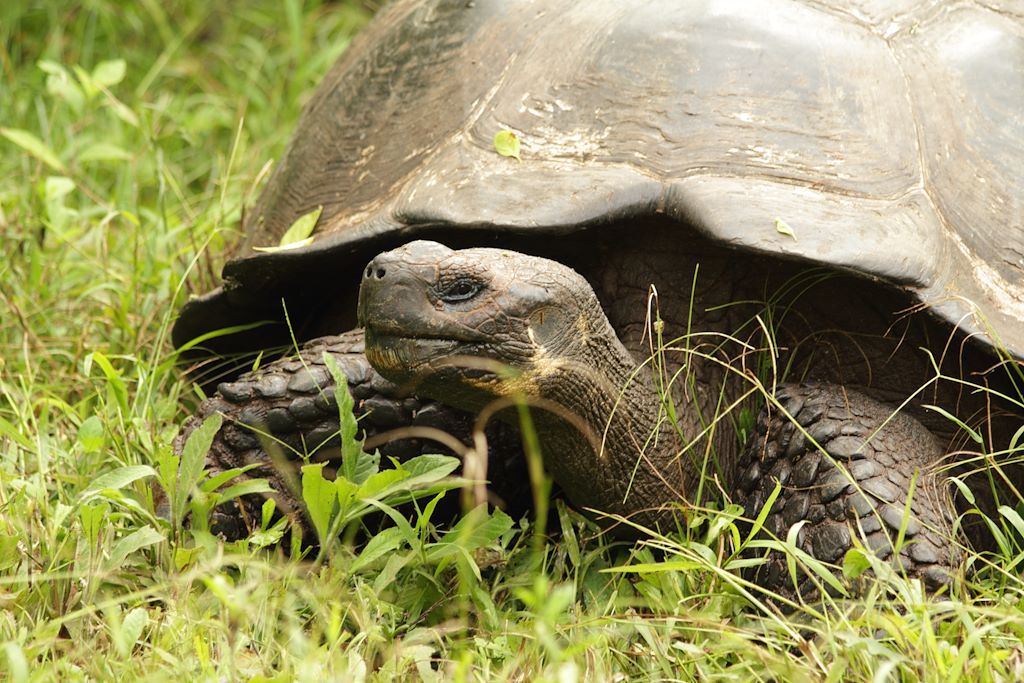 Voyage On a marché sur les Galápagos ! 3