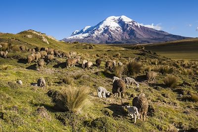 Volcan Chimborazo - Équateur