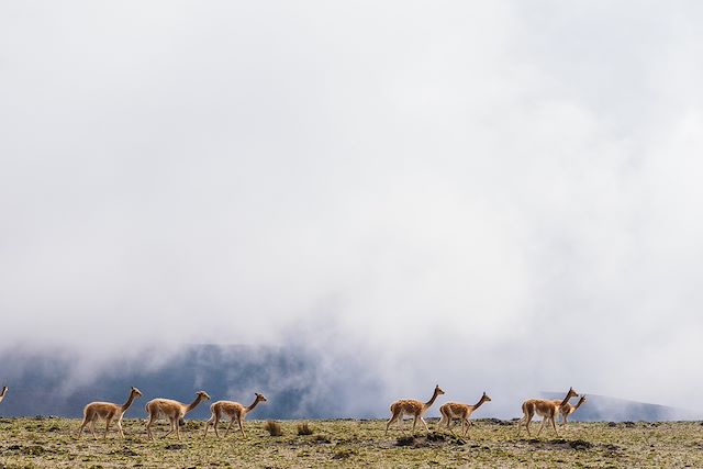 Chimborazo : La ronde des volcans d'Equateur Voyage La ronde des volcans d'Equateur