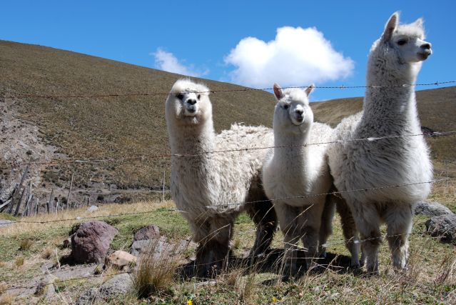 Alpagas au pied du volcan Chimborazo - Équateur