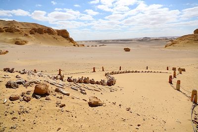 Vallée des baleines - Wadi Al-Hitan - Egypte