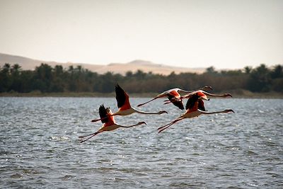 Flamants roses - Lac de Siwa - Egypte