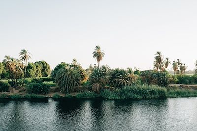 Végétation des bords du Nil - Egypte