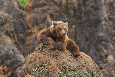 Voyage Sur les traces de l'ours brun des Asturies 2
