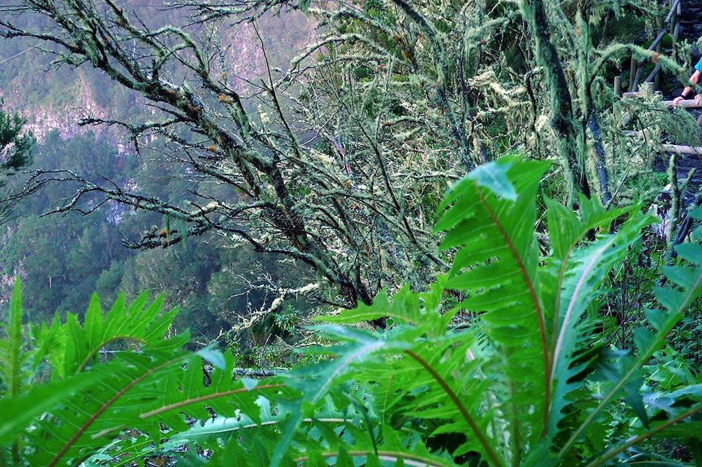 Voyage Monts et merveilles à Tenerife et Gomera 1