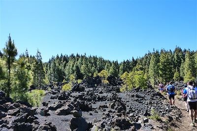 © Marianne Furlani - Vers les volcans Garachico et Chinyero entre forêt de pins canariens, volcans et cendres volcaniques - Tenerife - Canaries - Espagne Vers les volcans Garachico et Chinyero entre forêt de pins canariens, volcans et cendres volcaniques - Tenerife - Canaries - Espagne