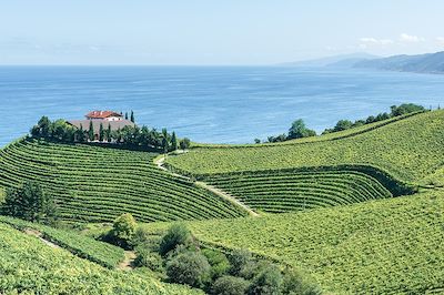 © Noradoa / Adobe Stock - Vignobles de Txakoli - Cantabrie - Espagne Vignobles de Txakoli - Cantabrie - Espagne