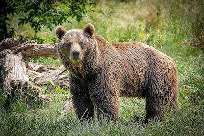 Voyage Sur les traces de l'ours brun des Asturies 3