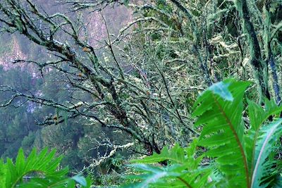 © Gabriel Lorenzo - Laurisylva - La Gomera - Canaries - Espagne Laurisylva - La Gomera - Canaries - Espagne