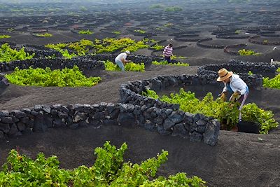 Viticulteurs dans les vigne de Lanzarote